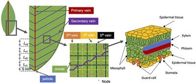 A Whole Leaf Comparative Study of Stomatal Conductance Models